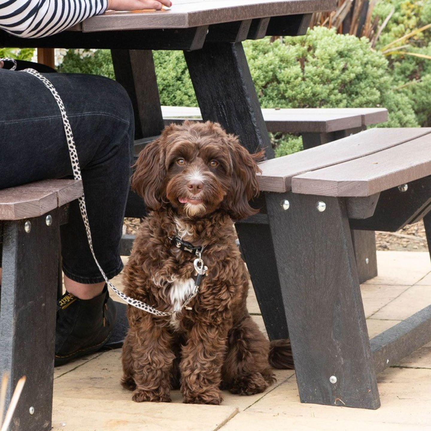 Your local dog friendly pub in Atherton